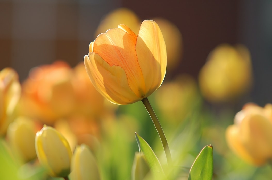 花言葉もきっと力を貸してくれる