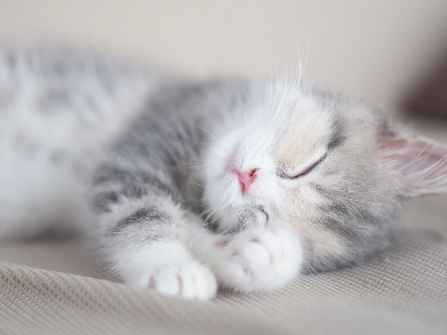 猫と化していく、私