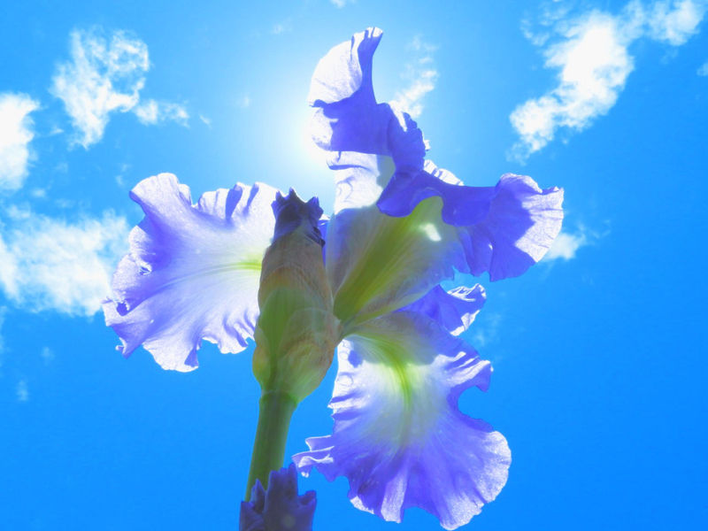 花言葉を知っているだけで 世界が広がる まず12個の誕生花から押さえておこう Mery 花言葉を知っているだけで 世界が広がる まず12個の誕生花から押さえておこう Mery
