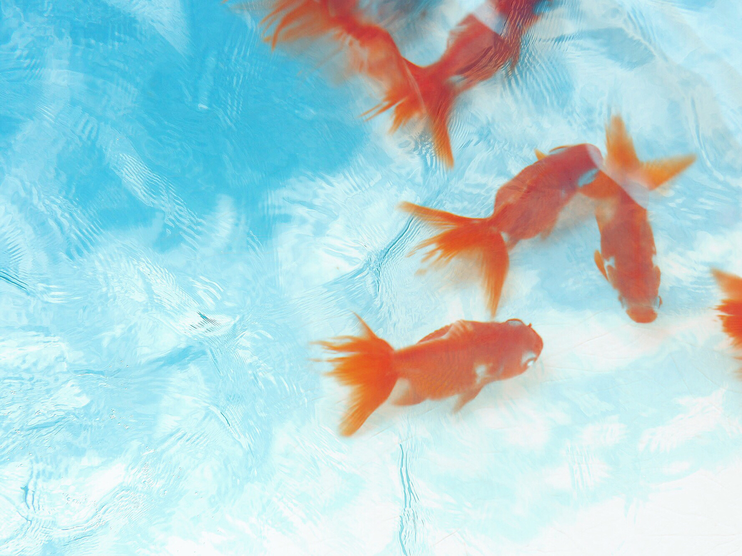 朱色が華やかな、金魚