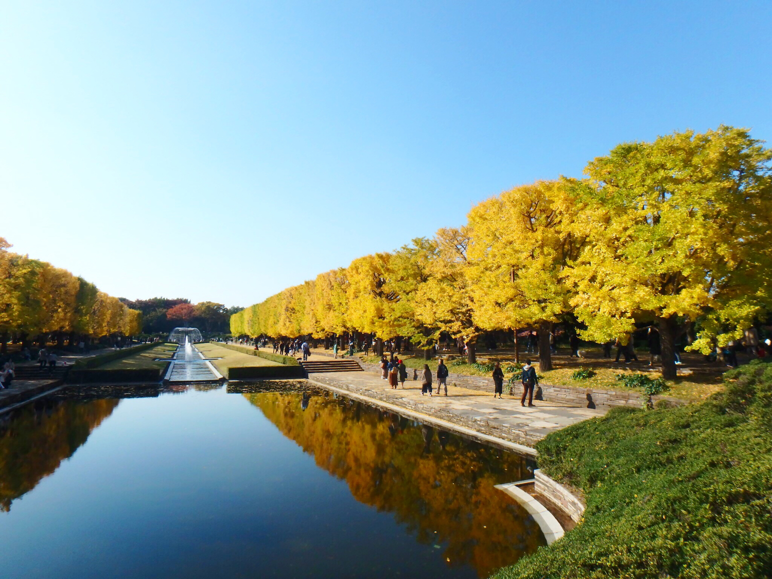 美しいお花に癒される|国営昭和記念公園