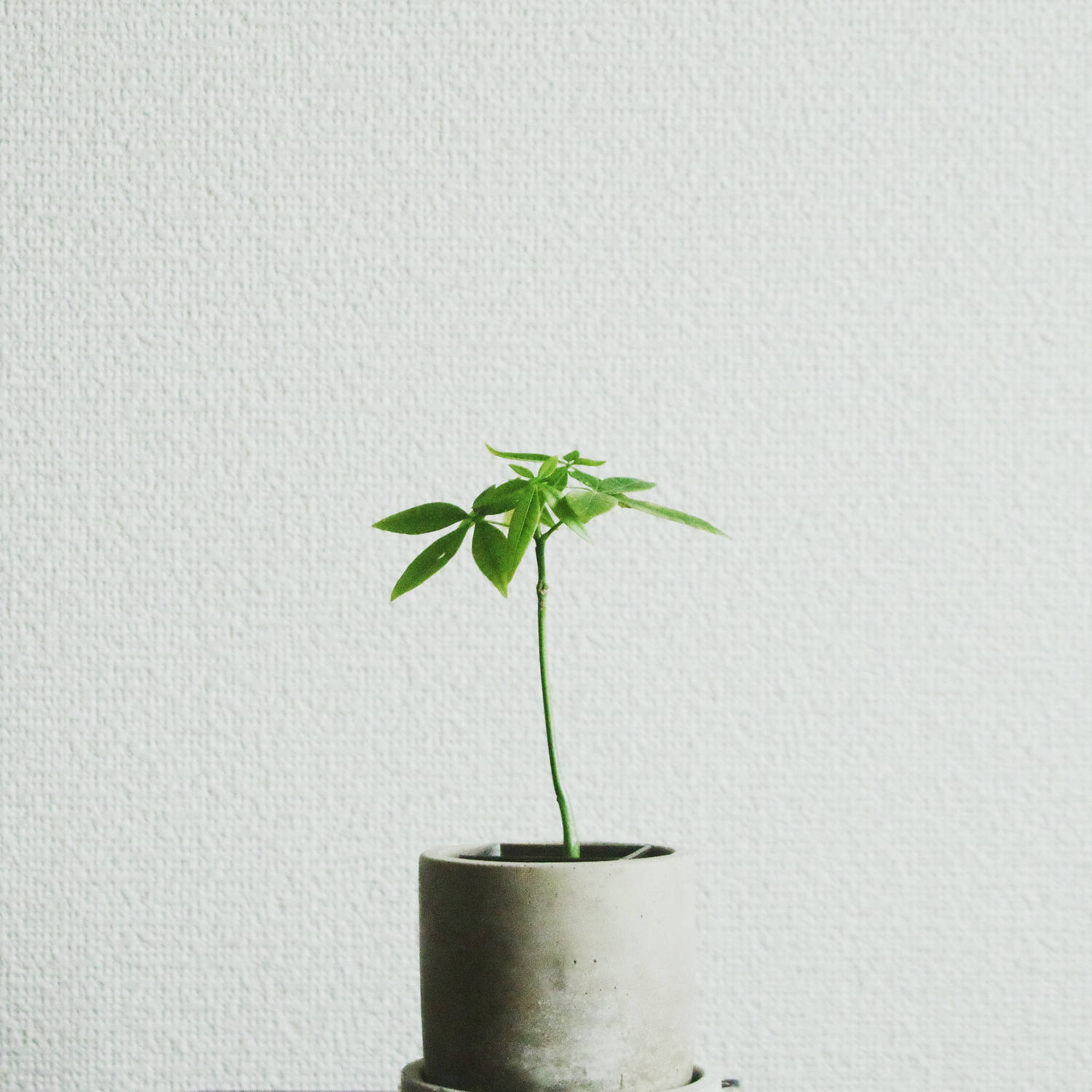 パキラ|人気が高い観葉植物
