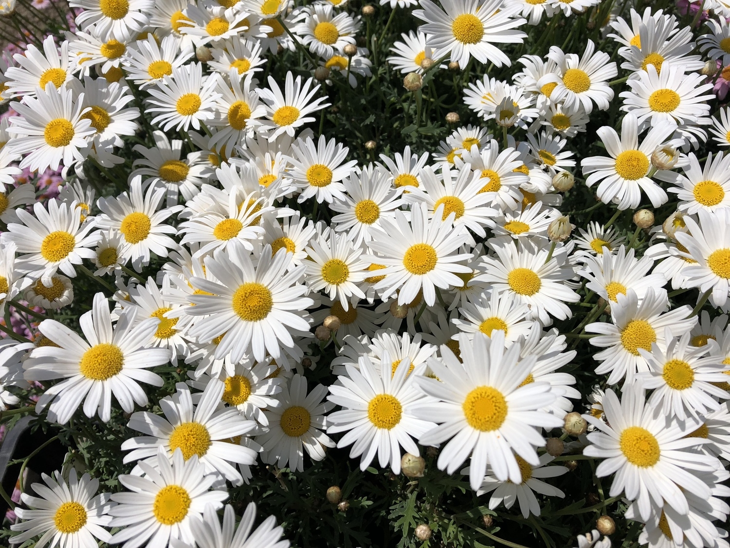 開きタイプ