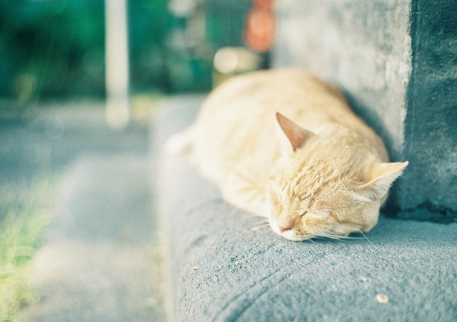 猫のような君が、大好きなんだ