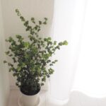 殺風景で寂しい…。そんなときは観葉植物デビューで彩りのあるお部屋づくりはいかが？
