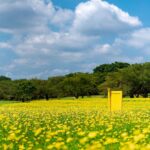 【都内近郊】一面に広がるお花ってわくわくする。秋にも楽しめるお花畑4types