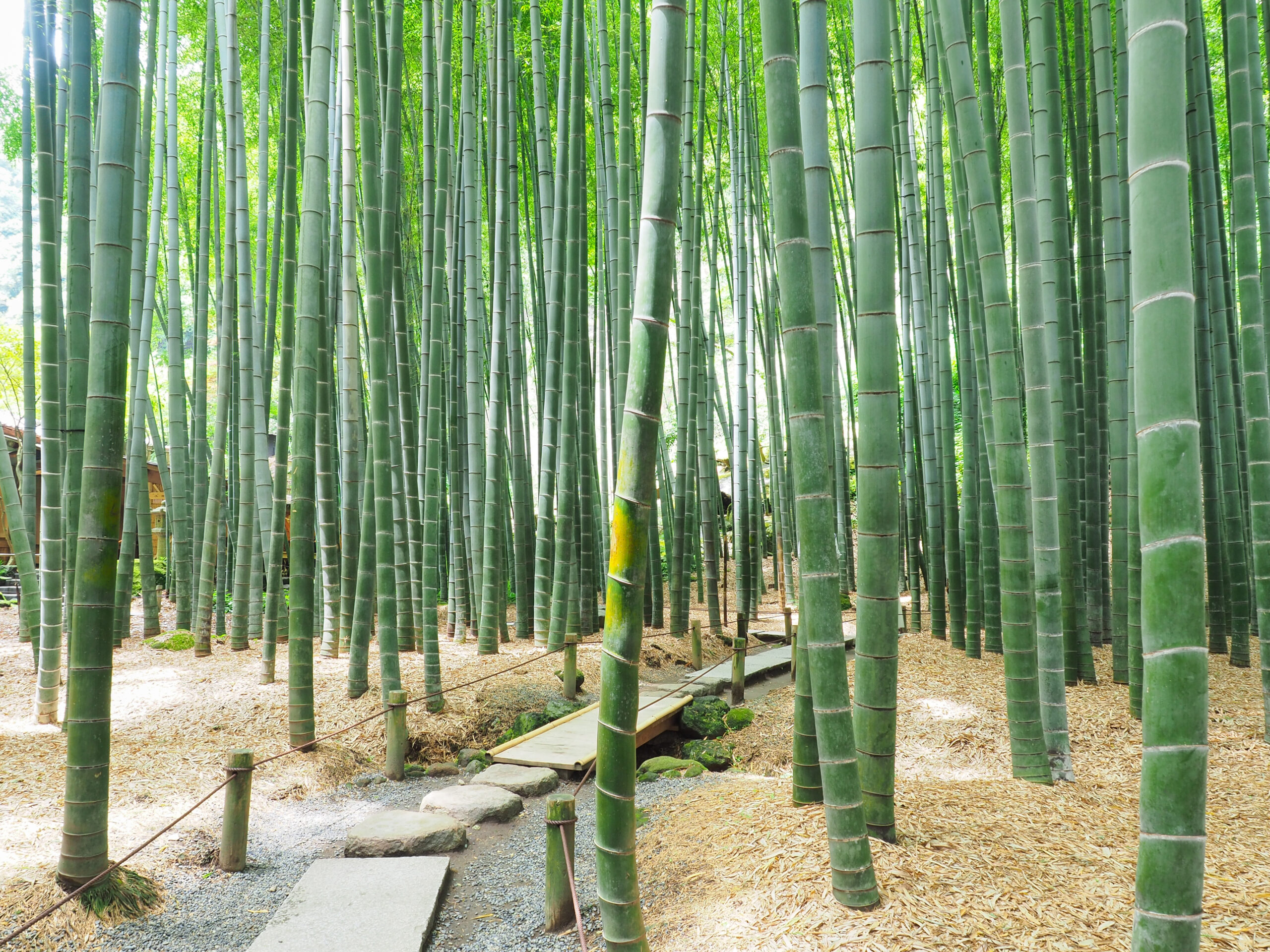 報国寺の竹の庭を満喫して