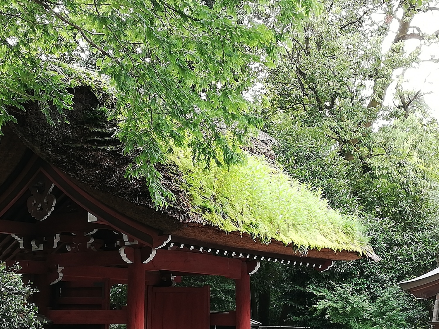 深大寺周辺を巡る、お出かけスポット