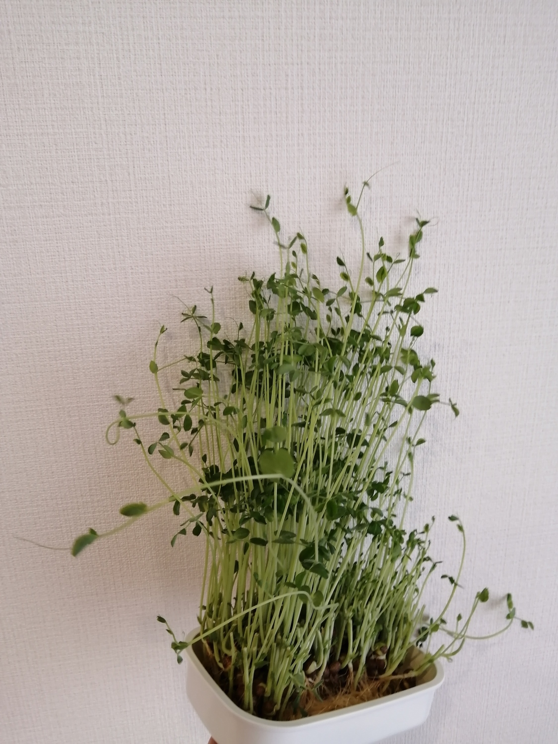 自家栽培の食材を