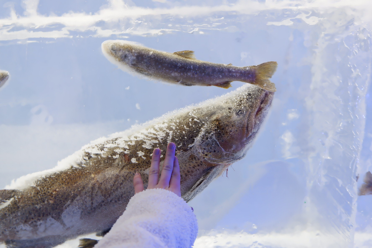 〇。北海道を訪れたら行きたい3つの水族館