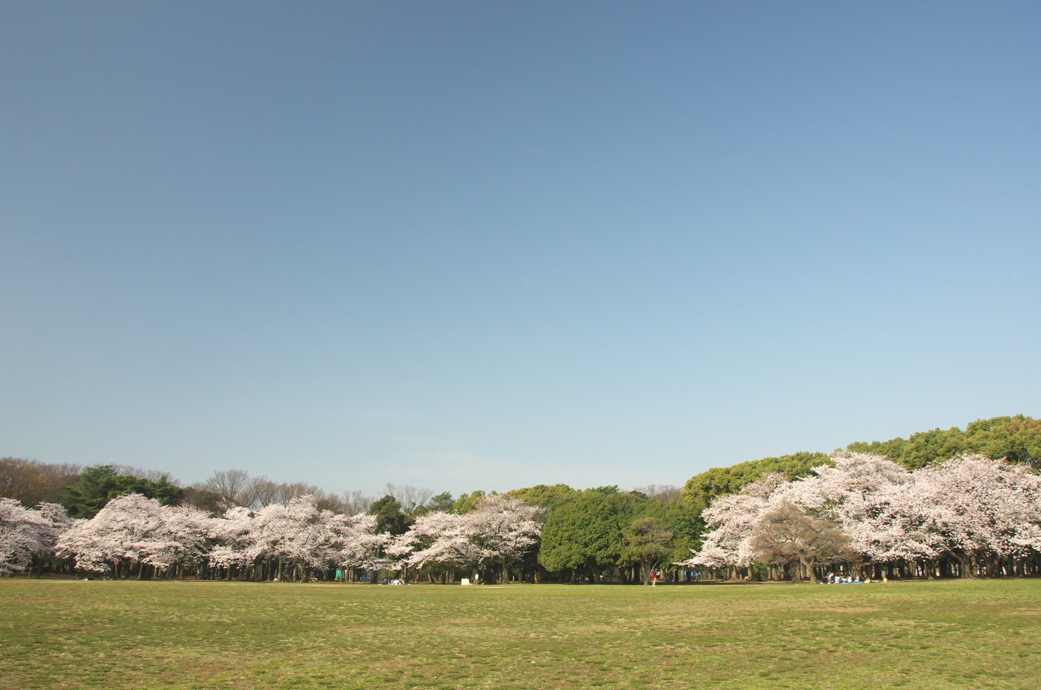代々木公園