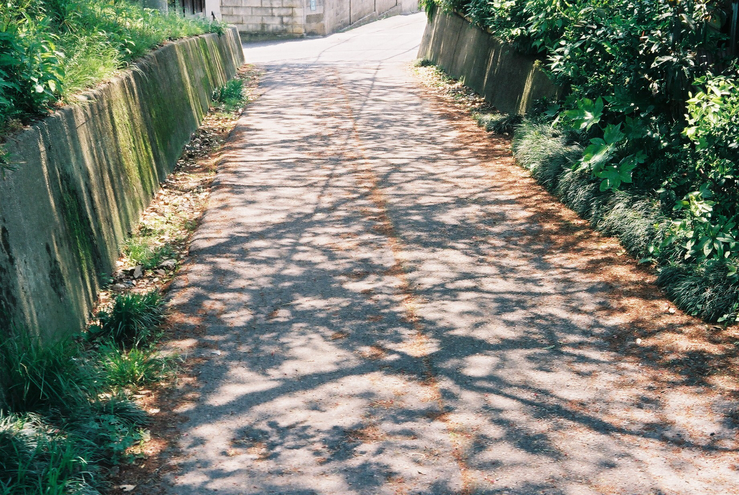 ちょっとだけ、特別なことをしたいと思った