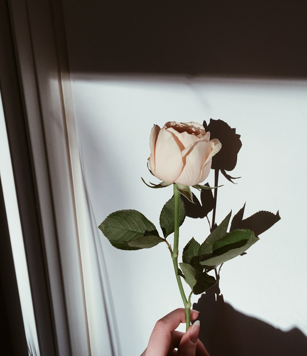 薔薇のような、可憐さを指先にまとって