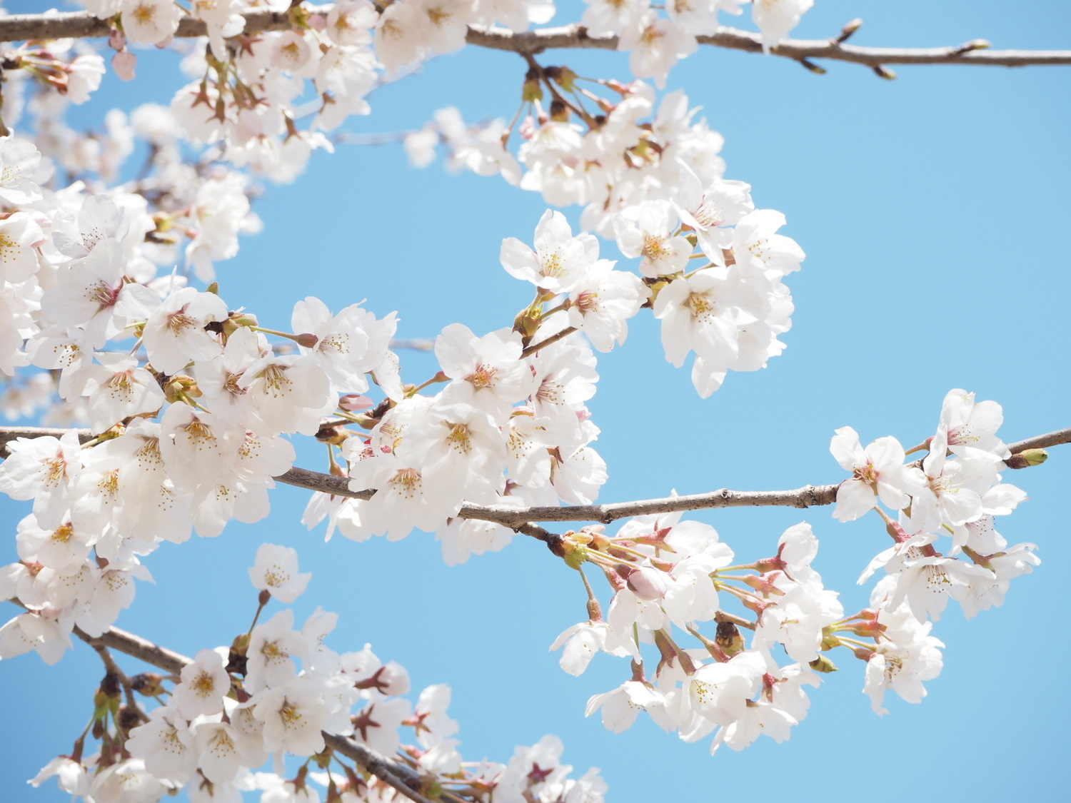 4月からは、憧れのM大生になります