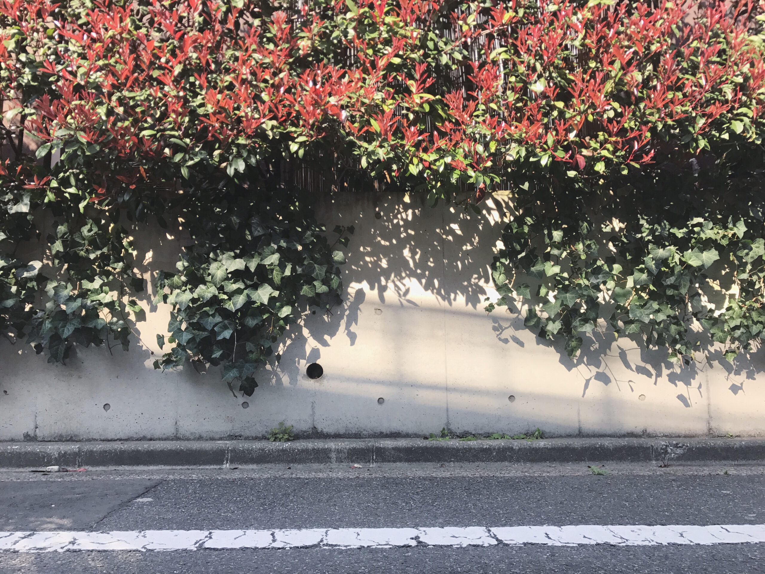 3|沢山歩いても大丈夫な可愛いスニーカー