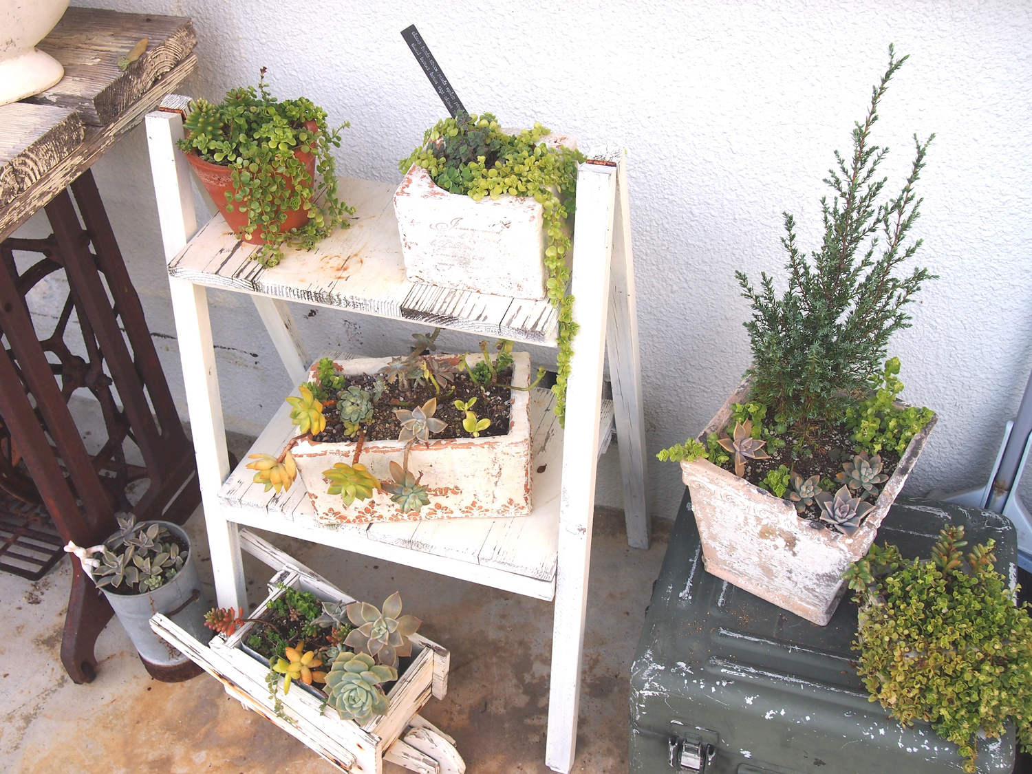 ベランダで育てやすい植物を教えて