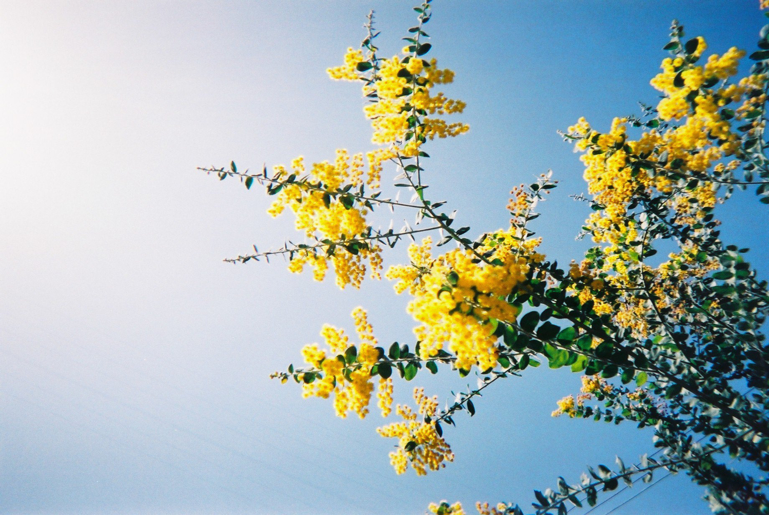 ⑤花粉