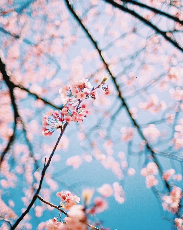 ご入学おめでとうございます♡