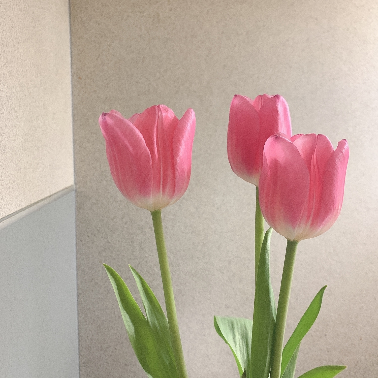 ぽかぽか陽気が恋しくなってきた
