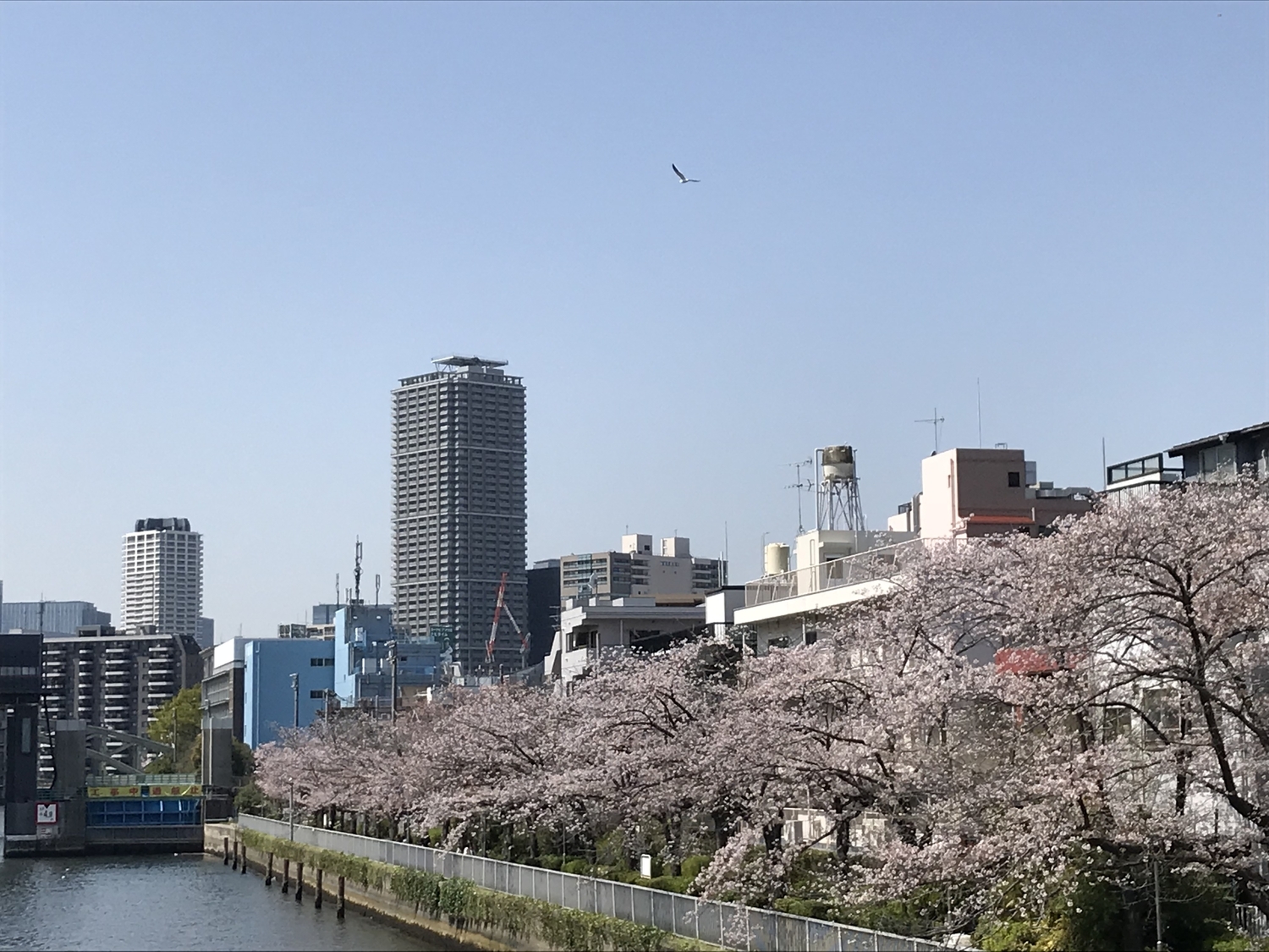 お洒落なカフェが集まる街:清澄白河