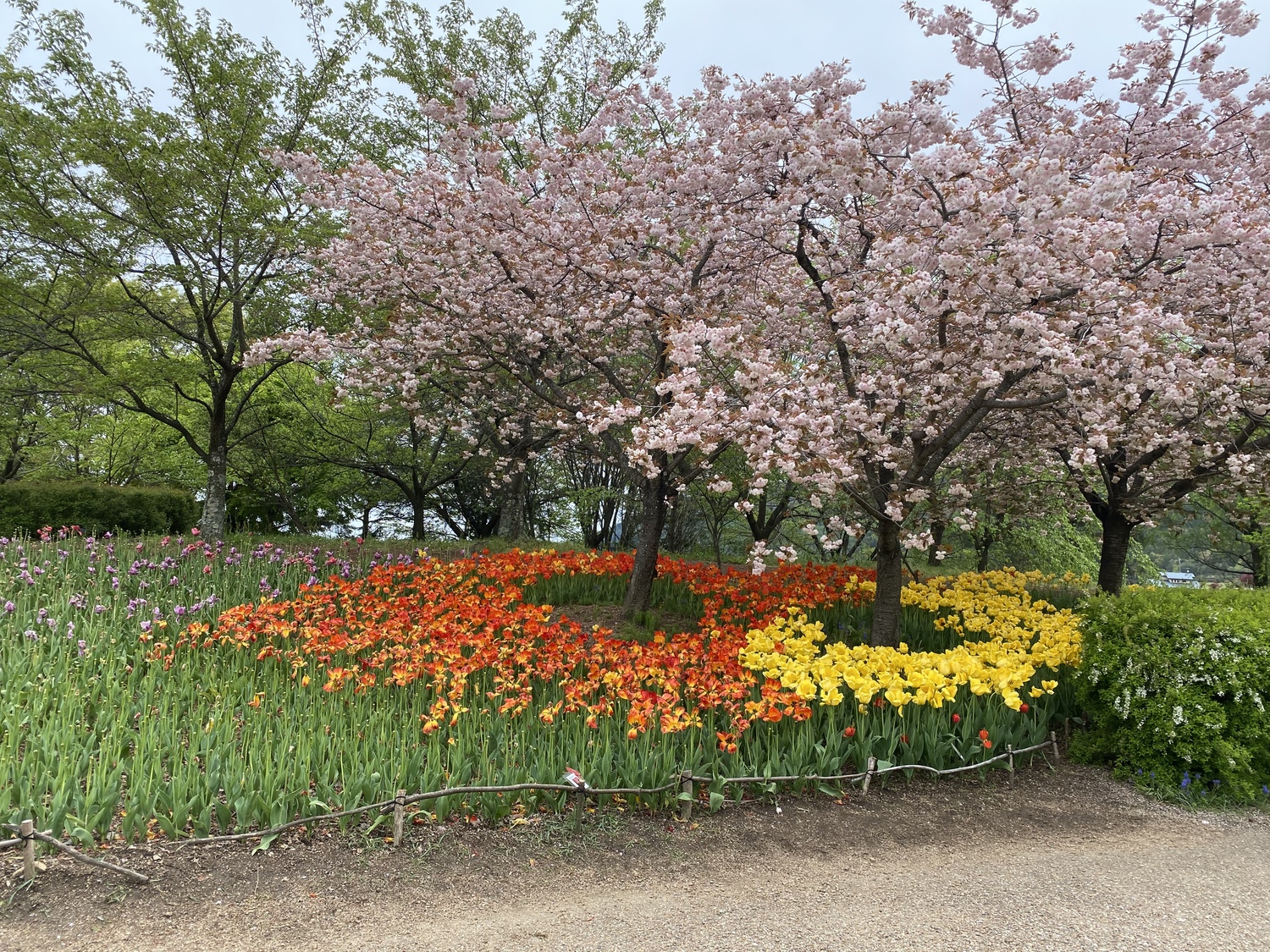 花畑と花の木