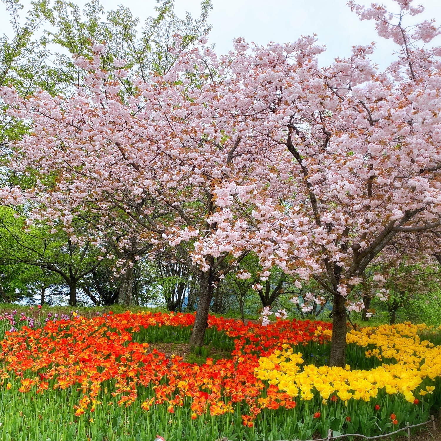 花畑と花の木