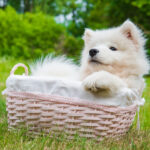 かごに入る犬