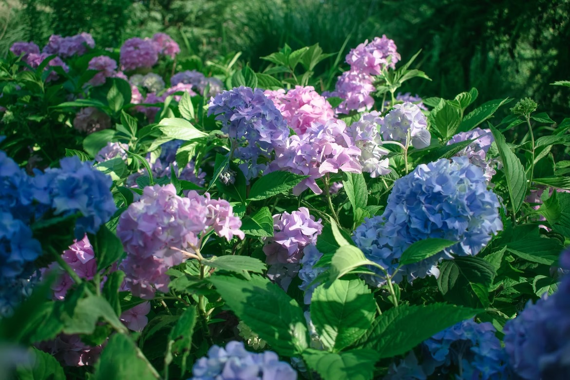 落ち着いた色味の花