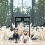 「DOG with WEDDING PLAN」