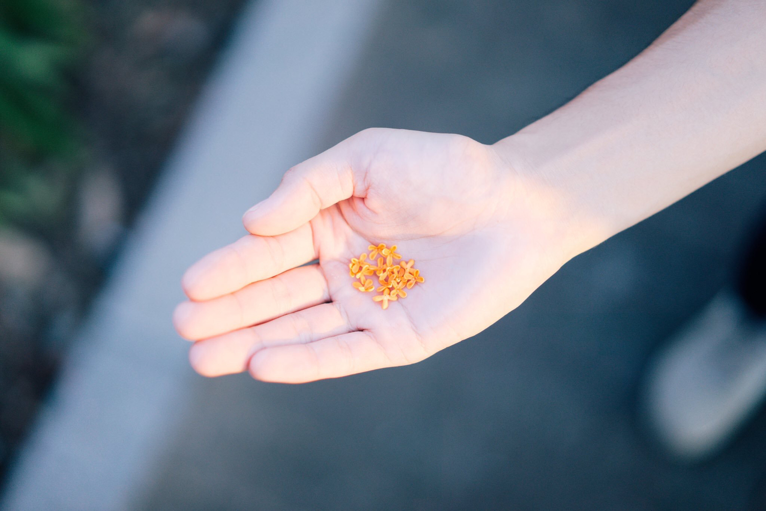 キンモクセイの花を手のひらにのせている様子