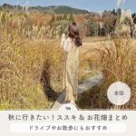 秋 ススキ