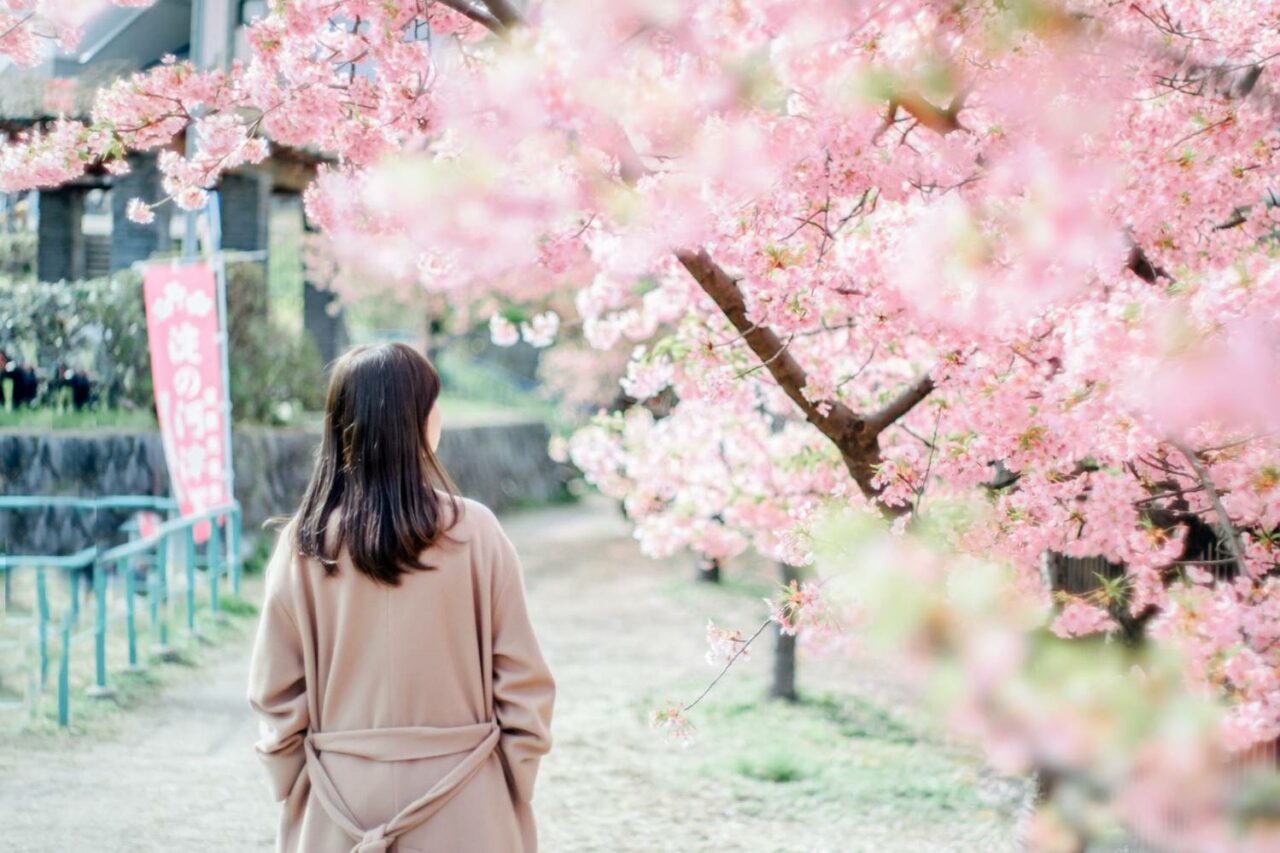 桜を眺める女性