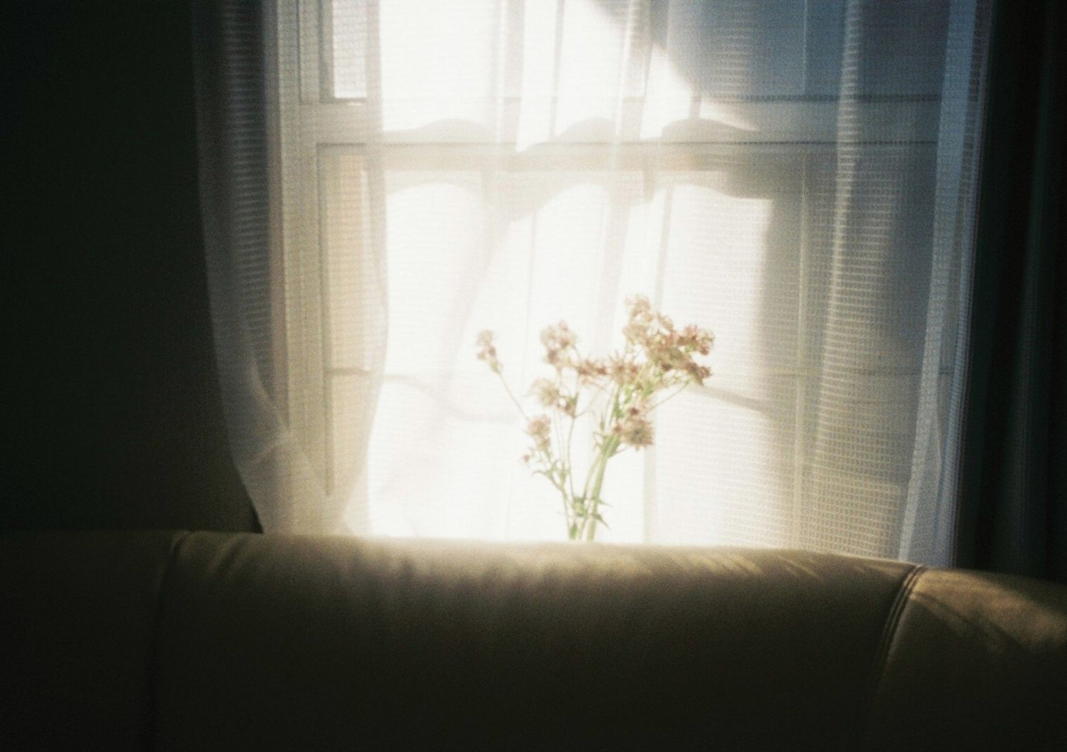 日差しを浴びる花