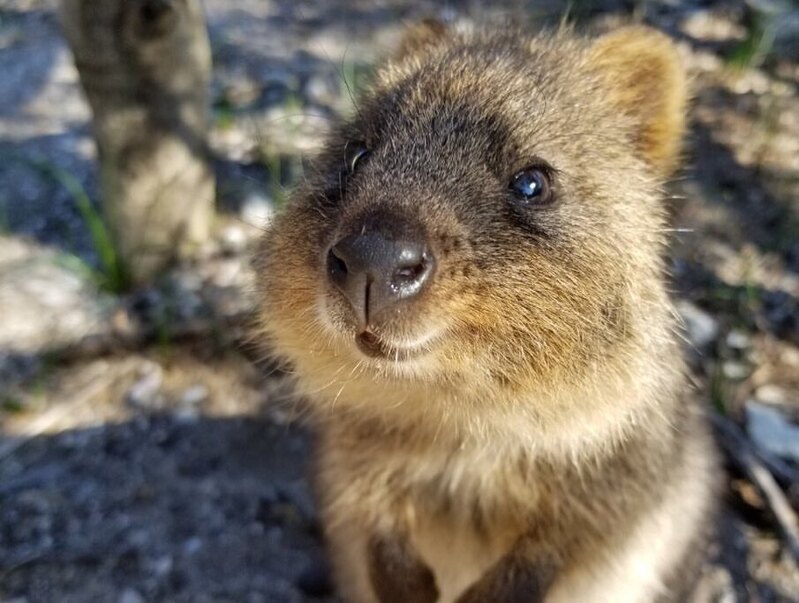 クオッカワラビー