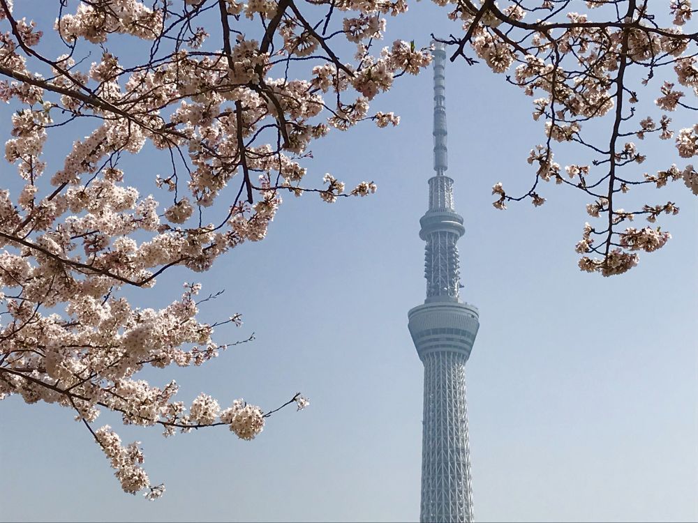 スカイツリーと桜